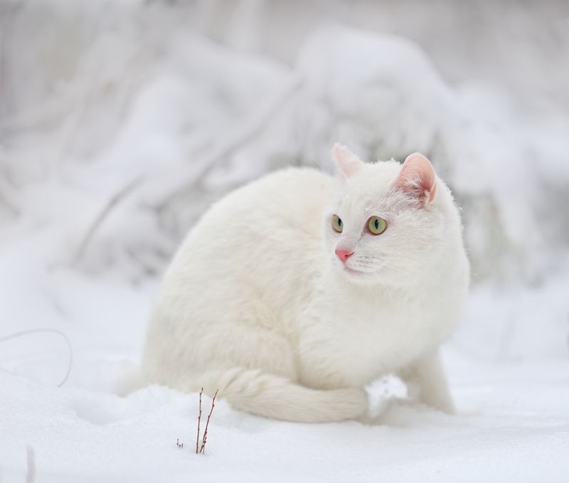 нерюнгри, кот, якутия, домашние_животные, женялевина, евгениялевина, зима Снежный кот фото превью