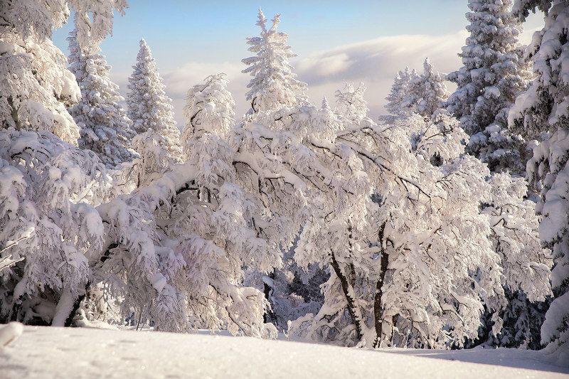снег, зима, сугробы, деревья, лес, горы, урал, уреньга В снежных кружевахphoto preview