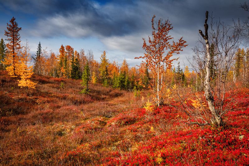 * * * фото превью