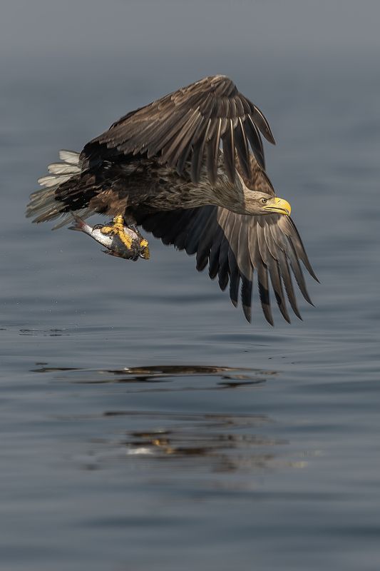 Bielik, ptak, ptak drapiezny, Haliaeetus albicilla, bird of prey Ptak drapiezny Bielikphoto preview