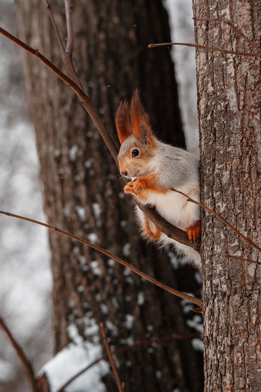 #животные #белка Пушистикphoto preview