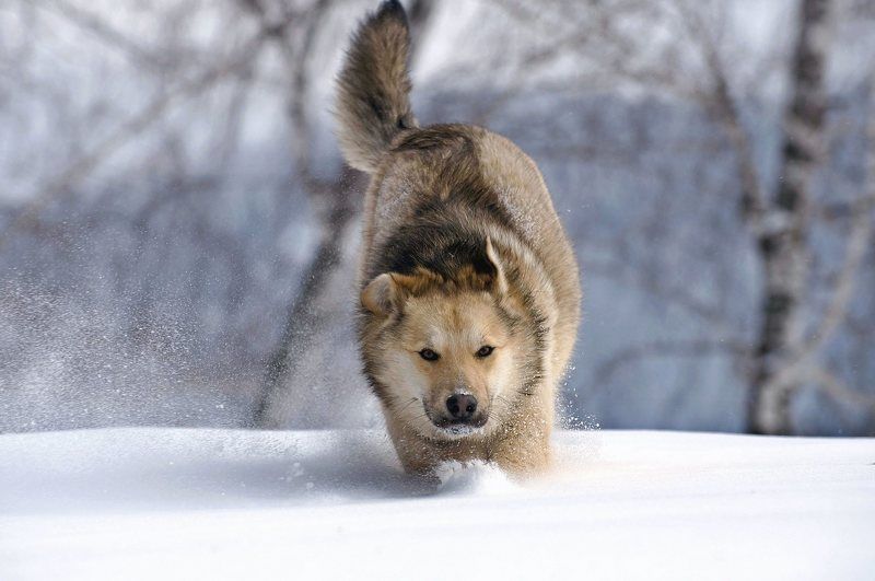 зима, животные, снег, бег, собака, сибирь По снегуphoto preview