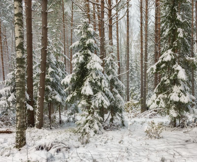 Снег, зима, ноябрь, сосны, ели, снежок, снегопад После ноябрьского снегопадаphoto preview