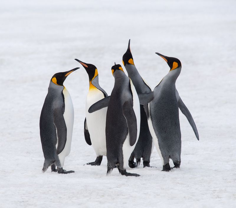 Островитянеphoto preview