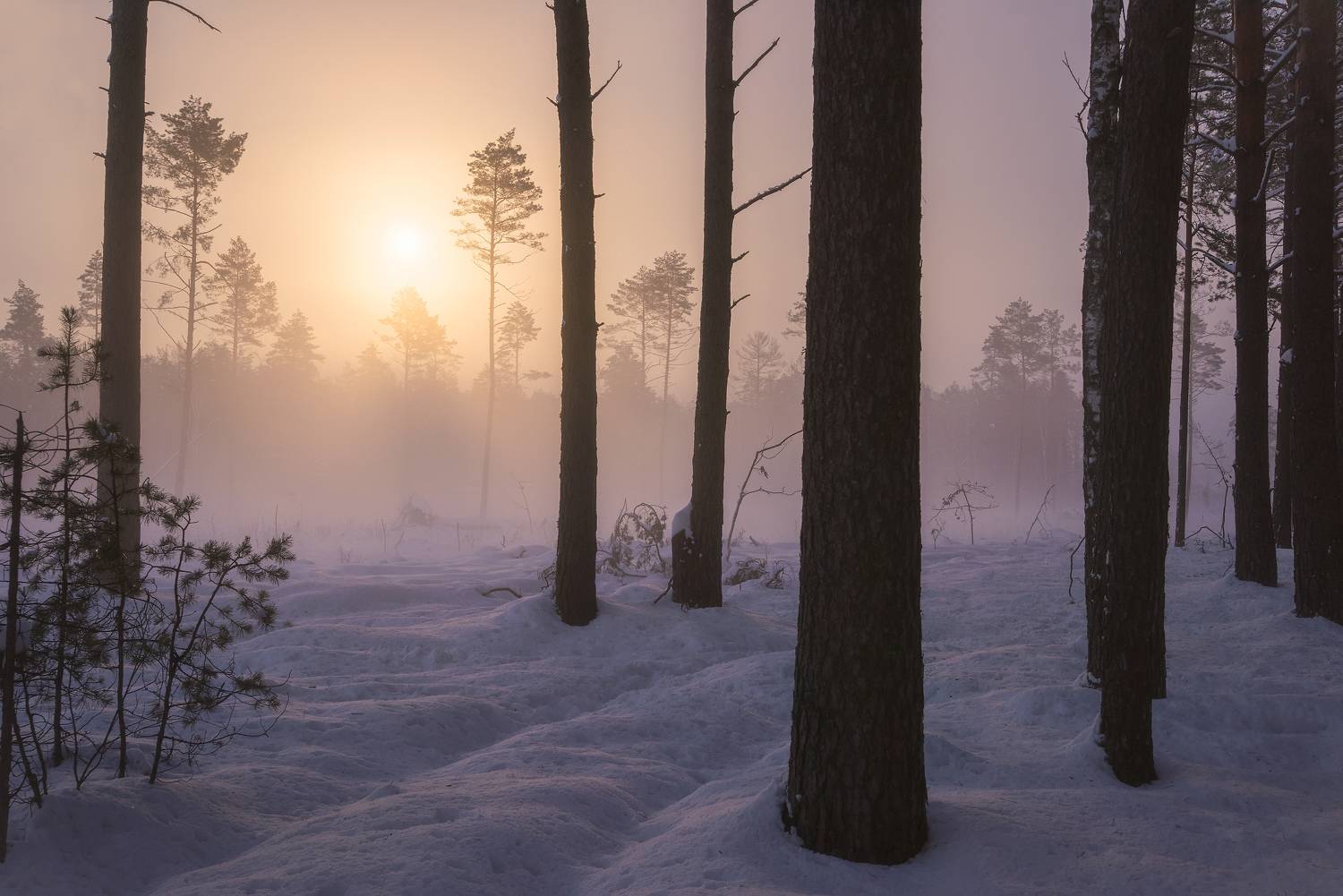 В лунном свете. Автор: Захаров Дмитрий , Захаров Дмитрий
