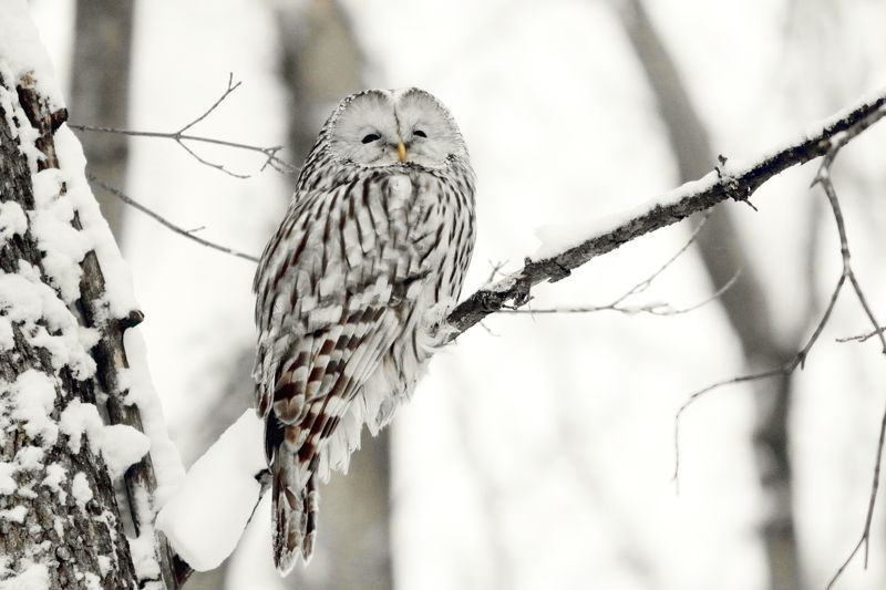 природа, животные, птицы, неясыть, зима, лес, анеималистика, самарская область Белые сныphoto preview