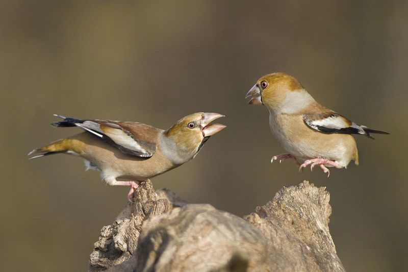 Дубоносыphoto preview