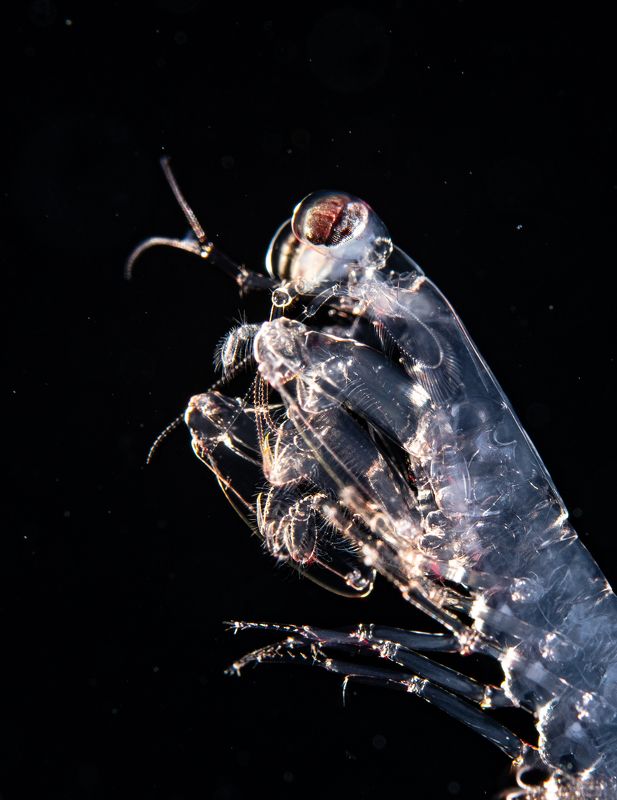 @mluwphotography Portrait Mantis shrimpphoto preview