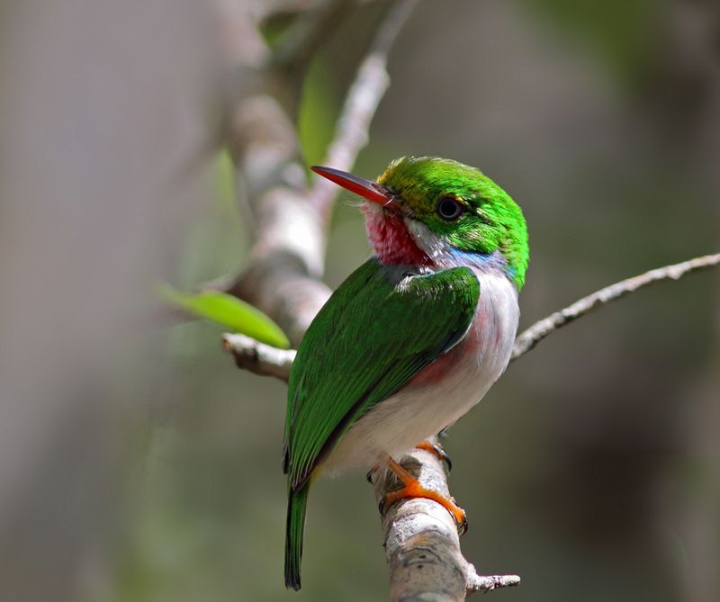 Маленький кубинецphoto preview