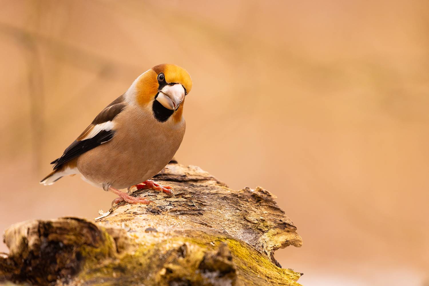 Hawfinch. Автор: Adamec Robert , Adamec Robert