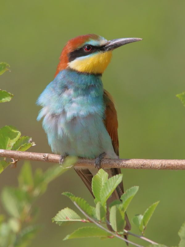 животные, природа, птицы, щурка, лето, анималистика Чудо в перьяхphoto preview