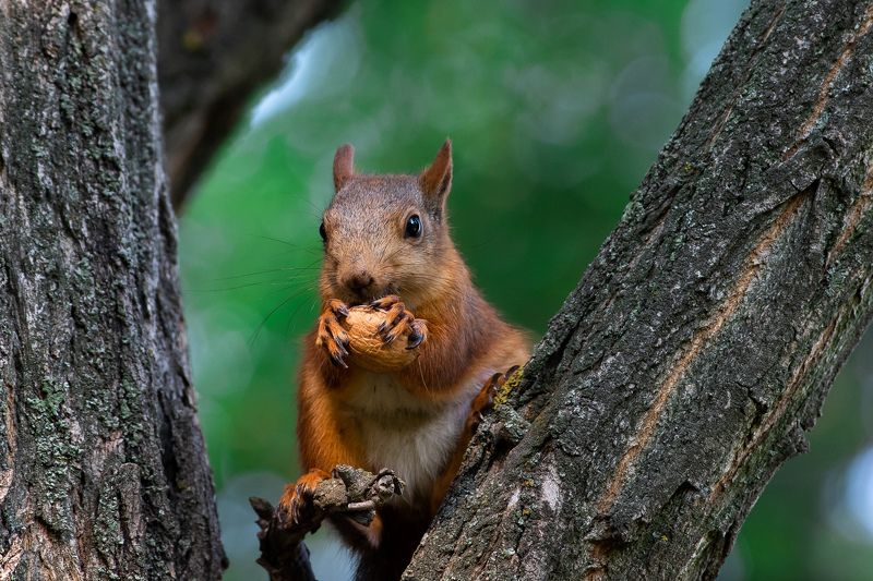 Sciurus vulgaris, volgograd, russia, wildlife, squirrel, белка,  Sciurus vulgarisphoto preview