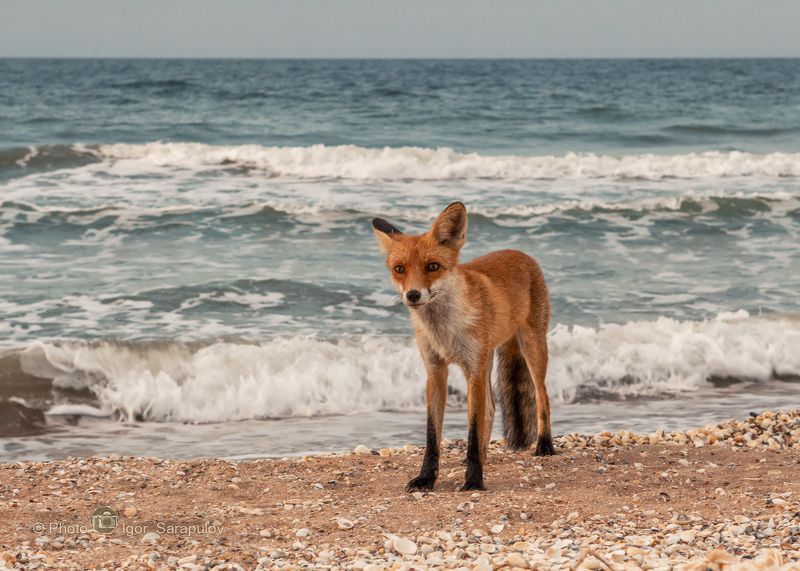 фотоохота, прибой, море, природный парк караларский, побережье, лиса, лис, крым, караларский природный парк, генеральские пляжи,  вечер на море, барсучья бухта, азовское море, live for the story, kwanon photo, Морской лисёныш фото превью