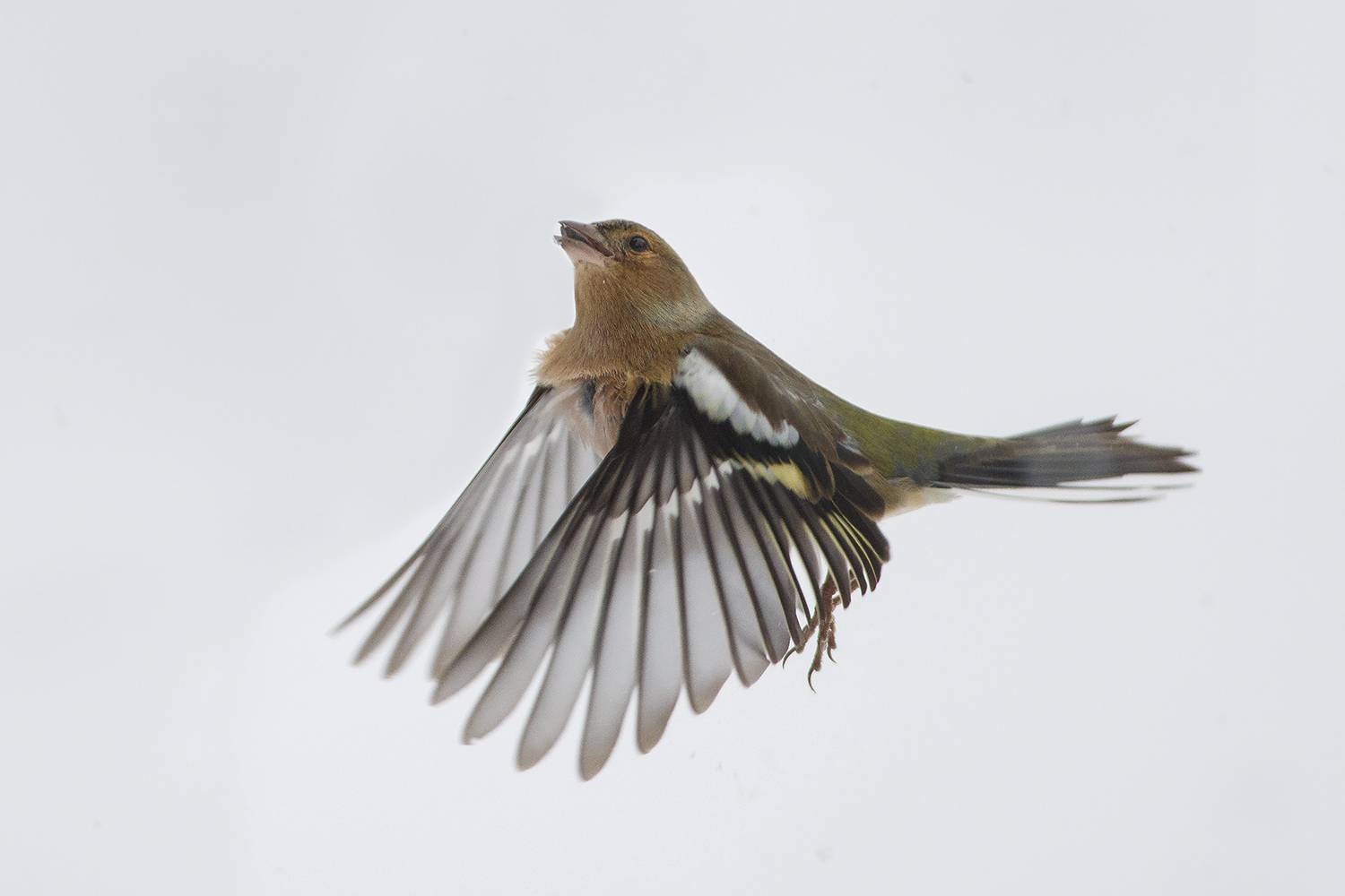 Зяблик в снегу. Автор: Евгени Стефанов , Евгени Стефанов