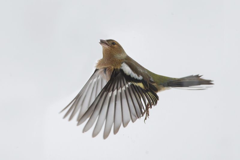 Зяблик в снегуphoto preview