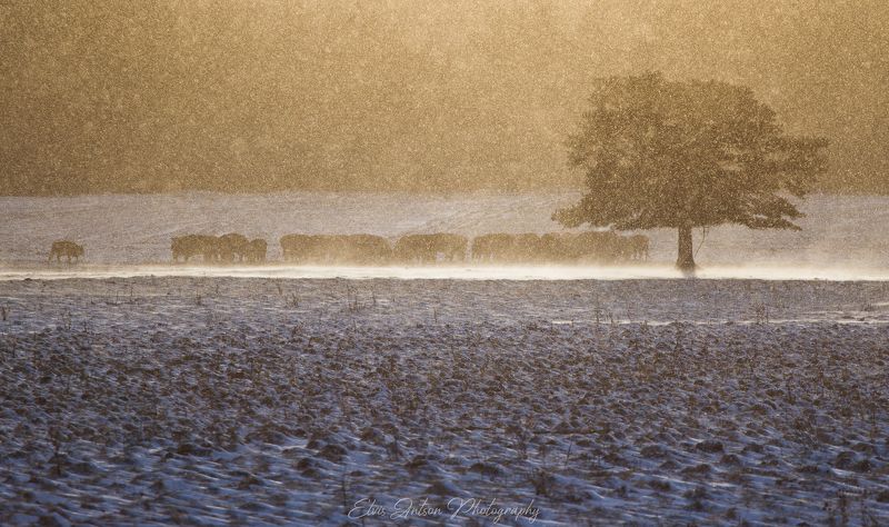 зима, метель, пейзаж Метель...photo preview