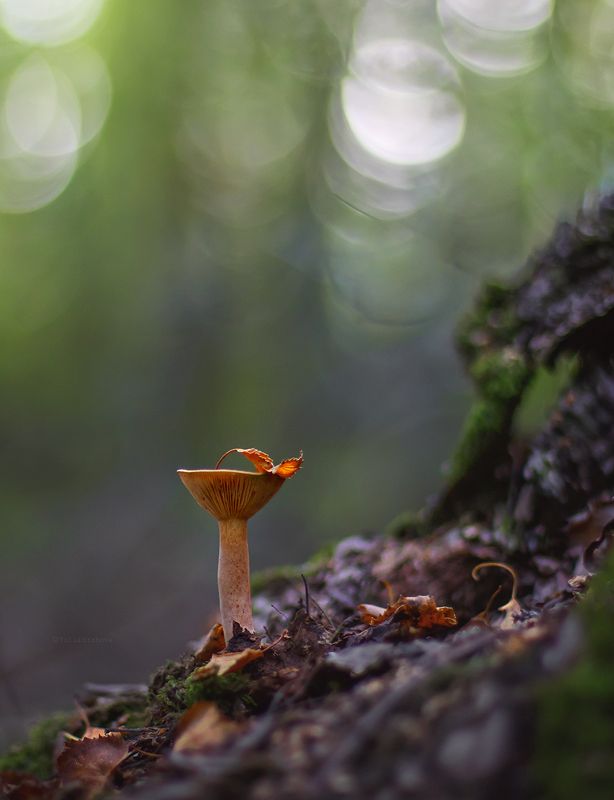 гриб, лист, осень, макро, macro Рыжиеphoto preview