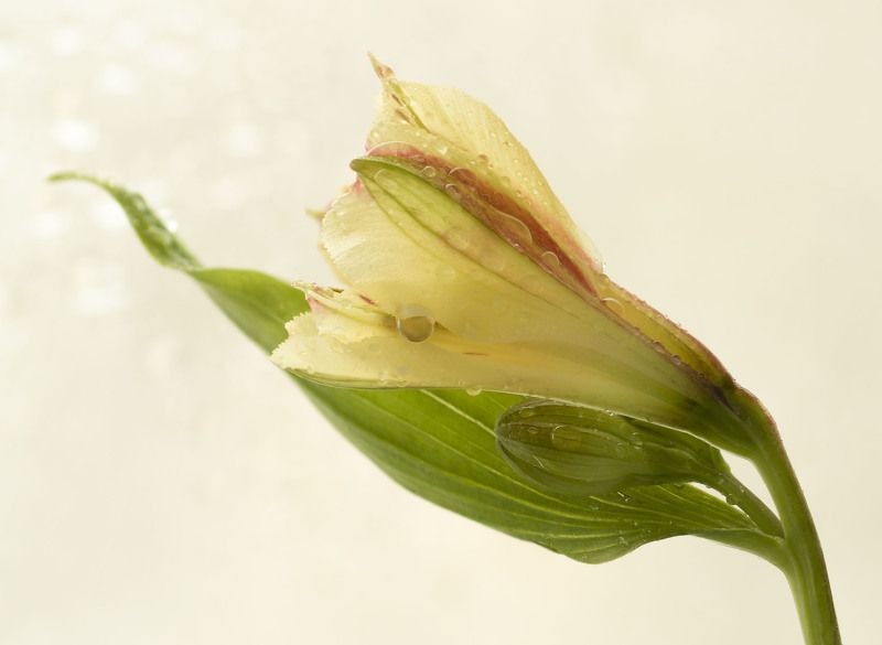 Альстрёмерияphoto preview