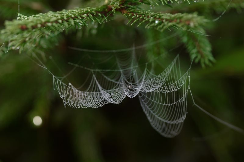 Мокрая паутина...photo preview