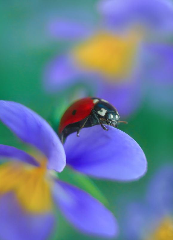лето, жуки, божья коровка, цветы, анютины глазки Летоphoto preview