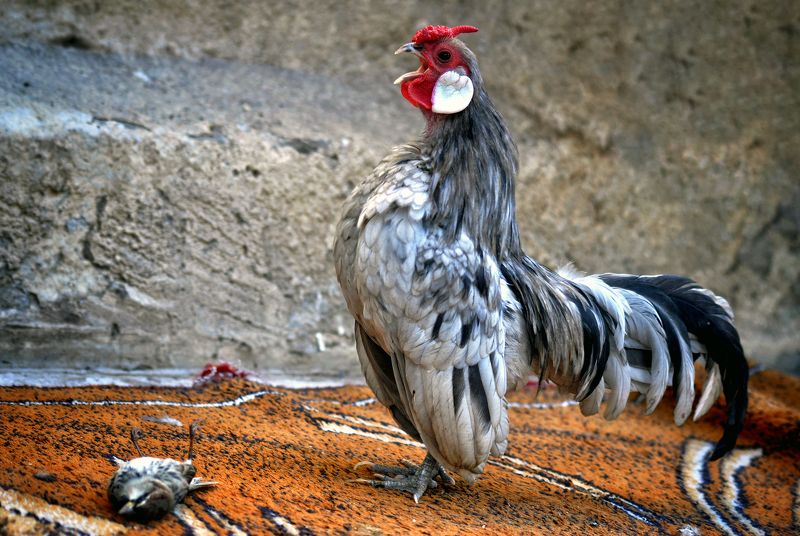 The birds are sad...they scream sadly...a very big cry from a very unjust worldphoto preview