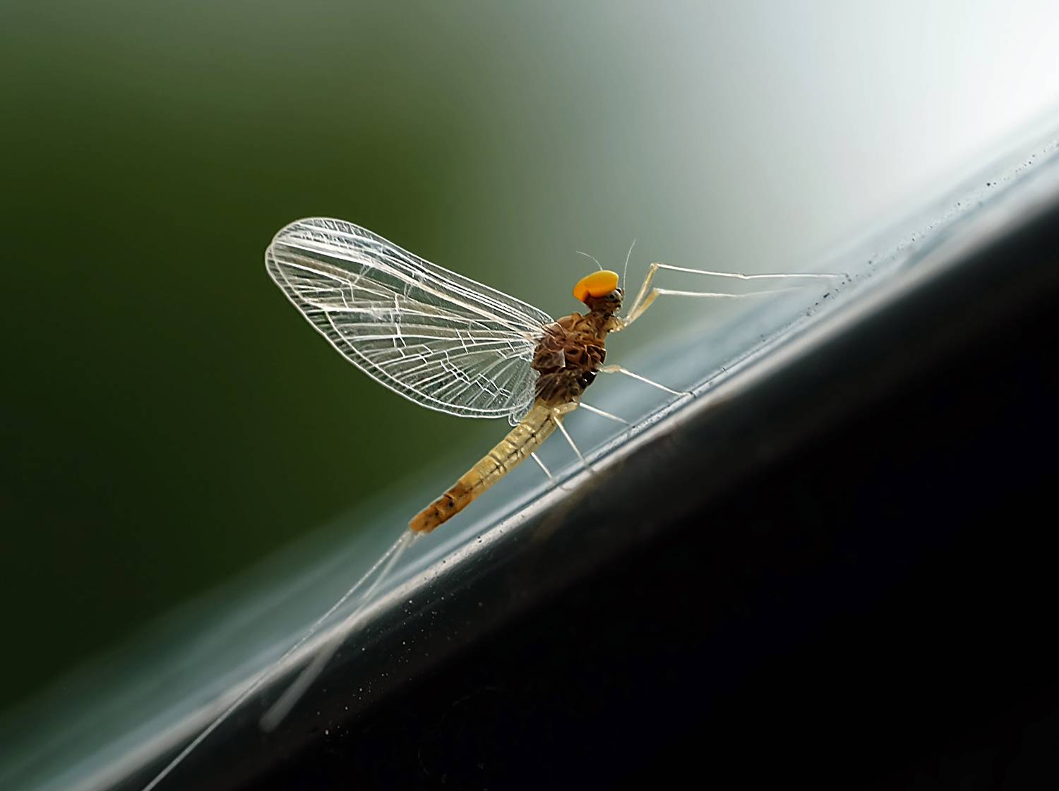 макро., sasha yudin