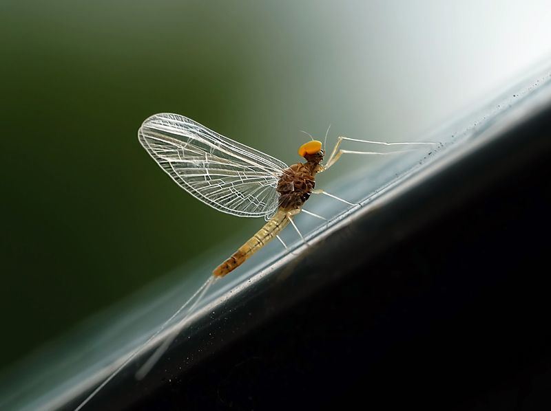 макро. Приоткрыть Малевича.photo preview