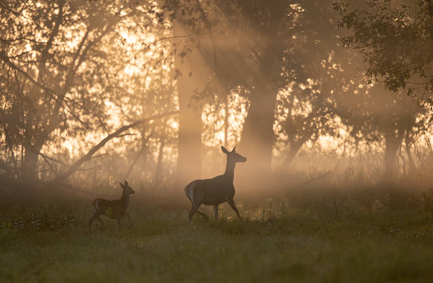***. Автор: Budimir Jevtic , Budimir Jevtic