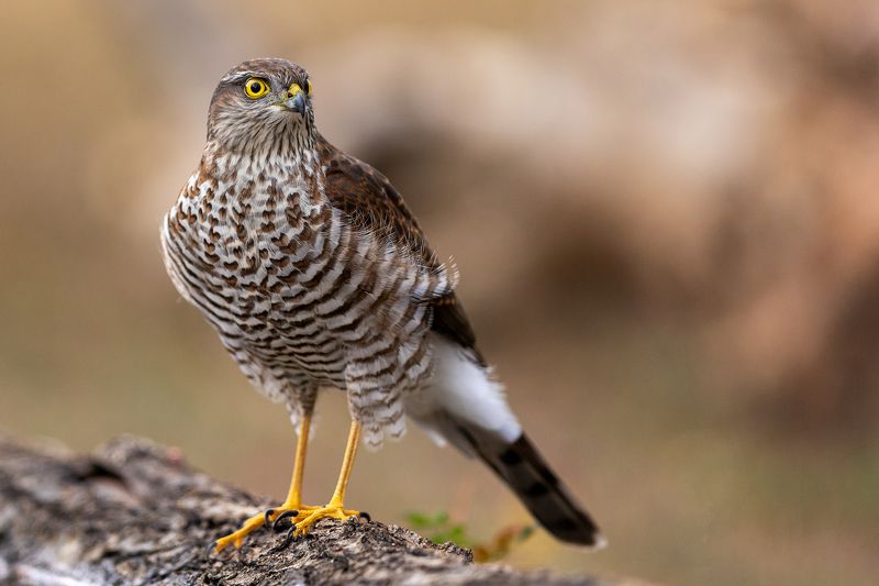 Малък ястреб/ Accipiter nisus Малък ястреб/ Accipiter nisusphoto preview