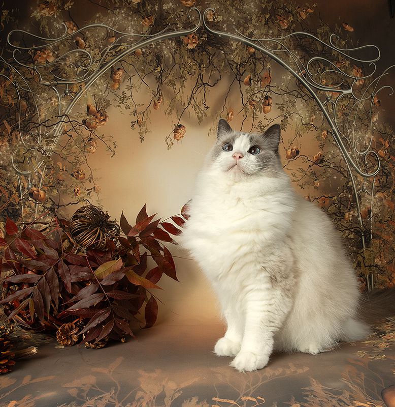 сat, кошка, животные, кошки, ragdoll cat, ragdoll,  рэгдолл, ragdoll Autumn.  Ragdoll Cat (Matilda) -Матильдаphoto preview