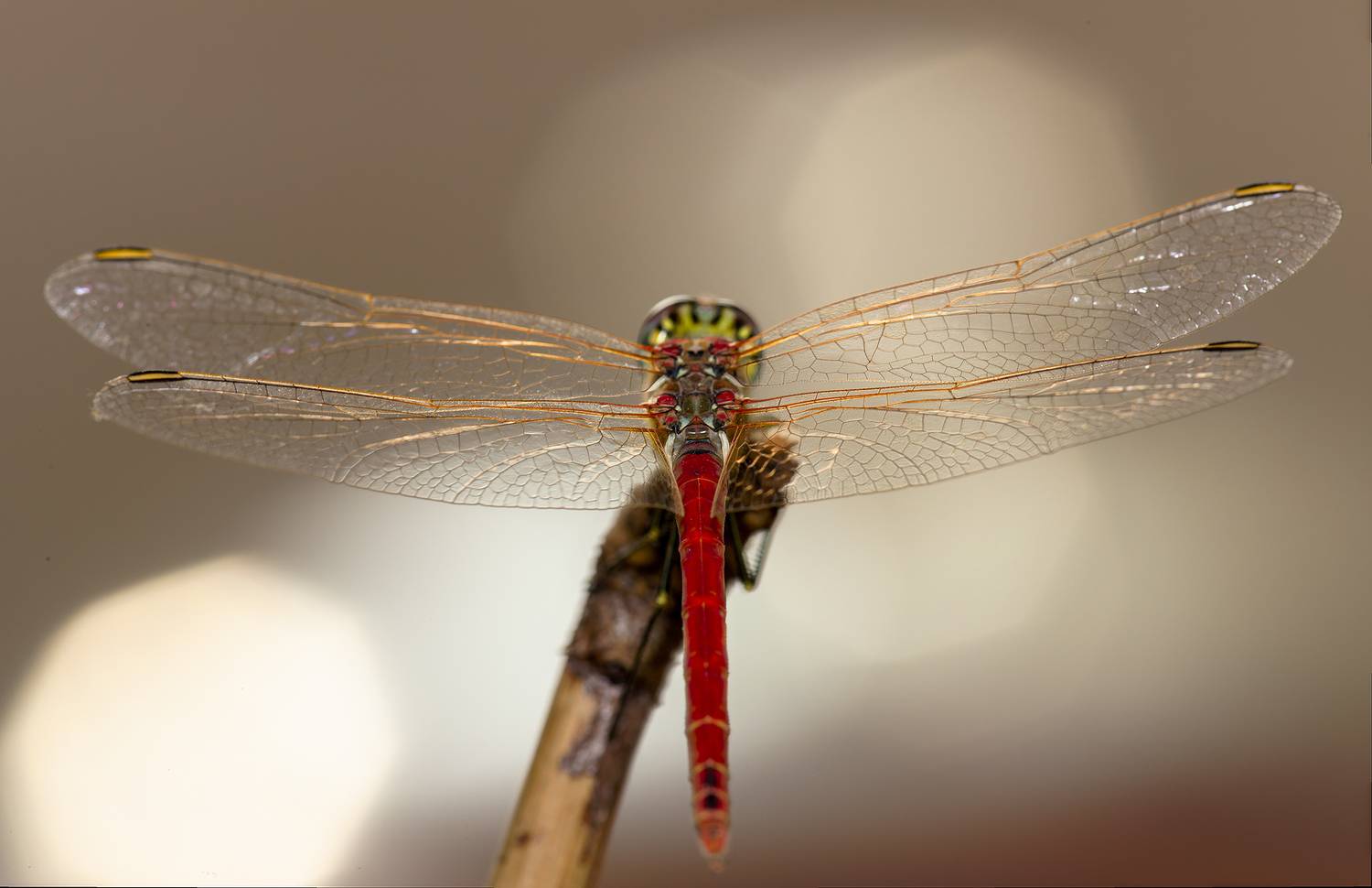 Автор: Amromin Alexander , Amromin Alexander