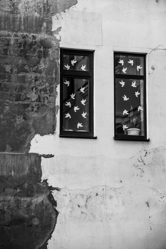 Голубиphoto preview