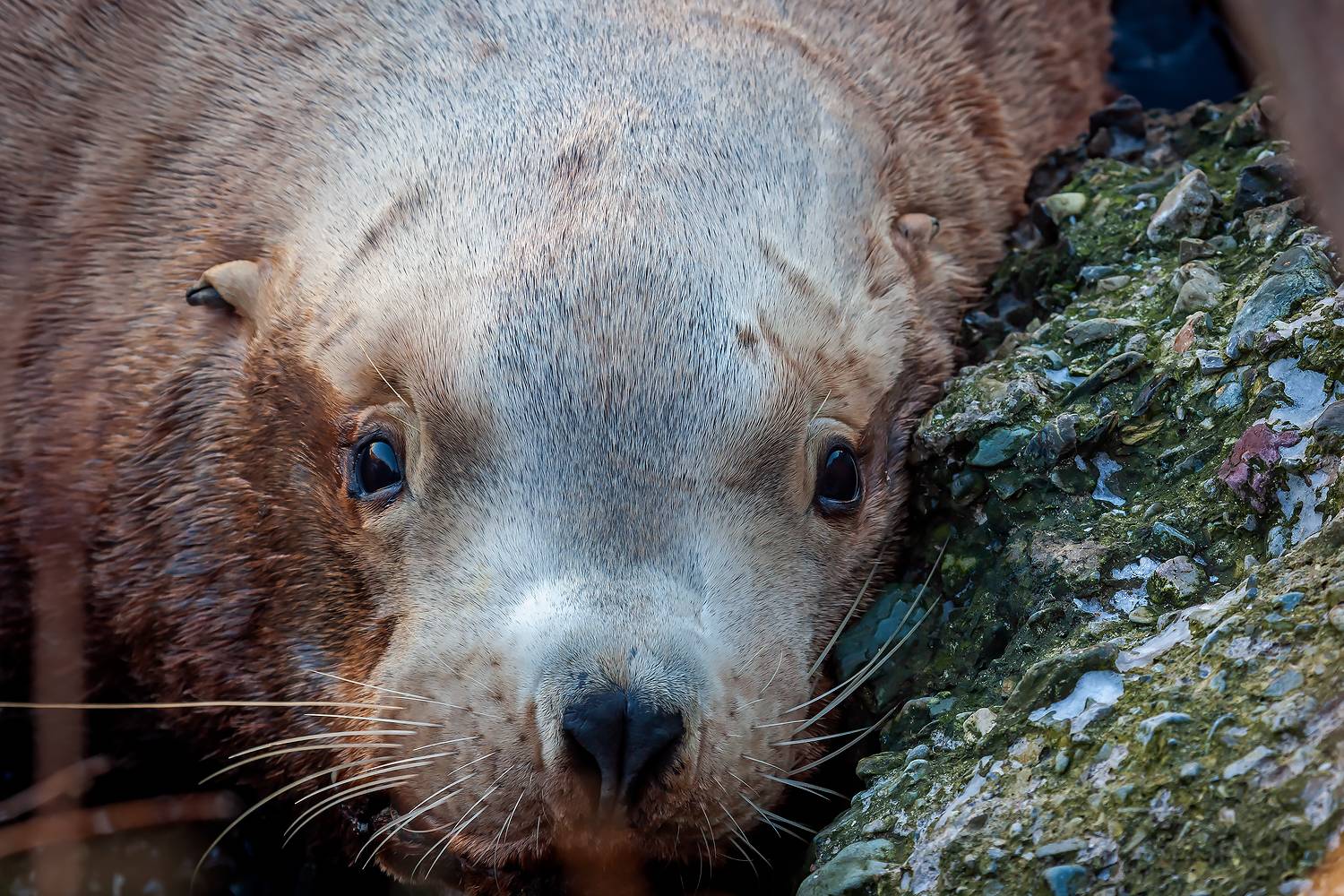 сивуч; морские млекопитающие; портрет; глаза сивуча; усы сивуча; тюлень; eumetopias jubatus; ластоногие; красная книга, Дмитрий Уткин