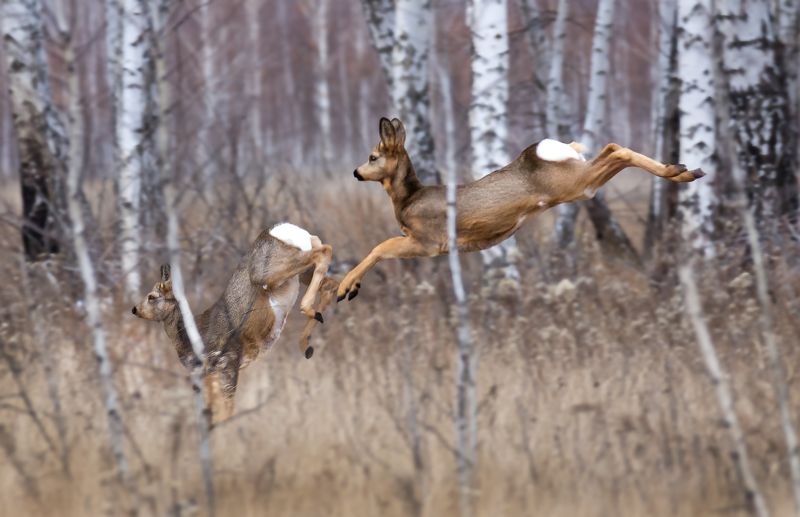 косуля, лес, октябрь, В полёте..photo preview