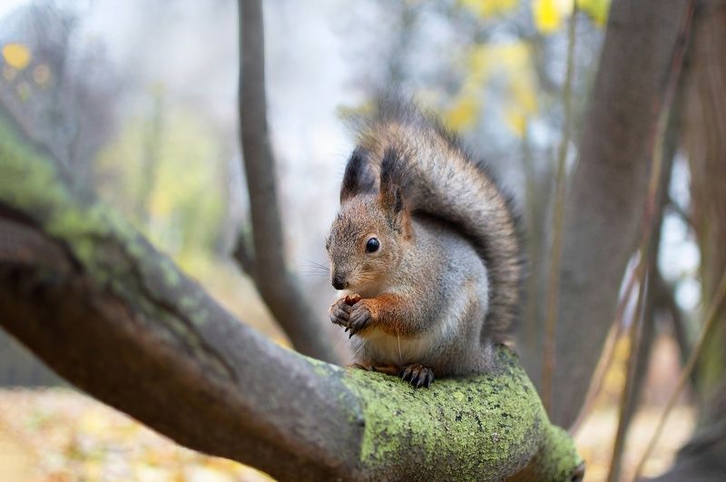 белка Белкаphoto preview