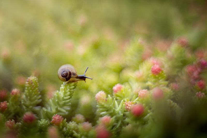 улитка, макро Высоко сижу, далеко гляжуphoto preview