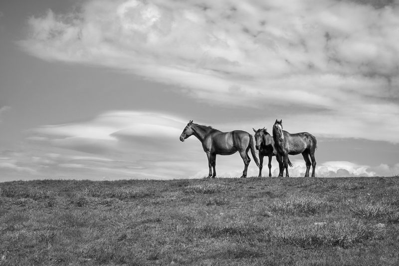 black, white, nature, horses, landscape photo preview