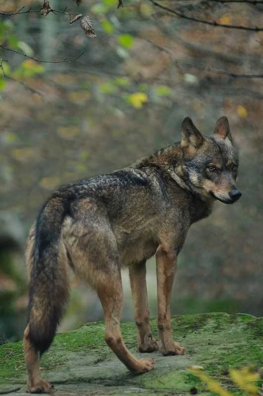 Loup Iberiquephoto preview