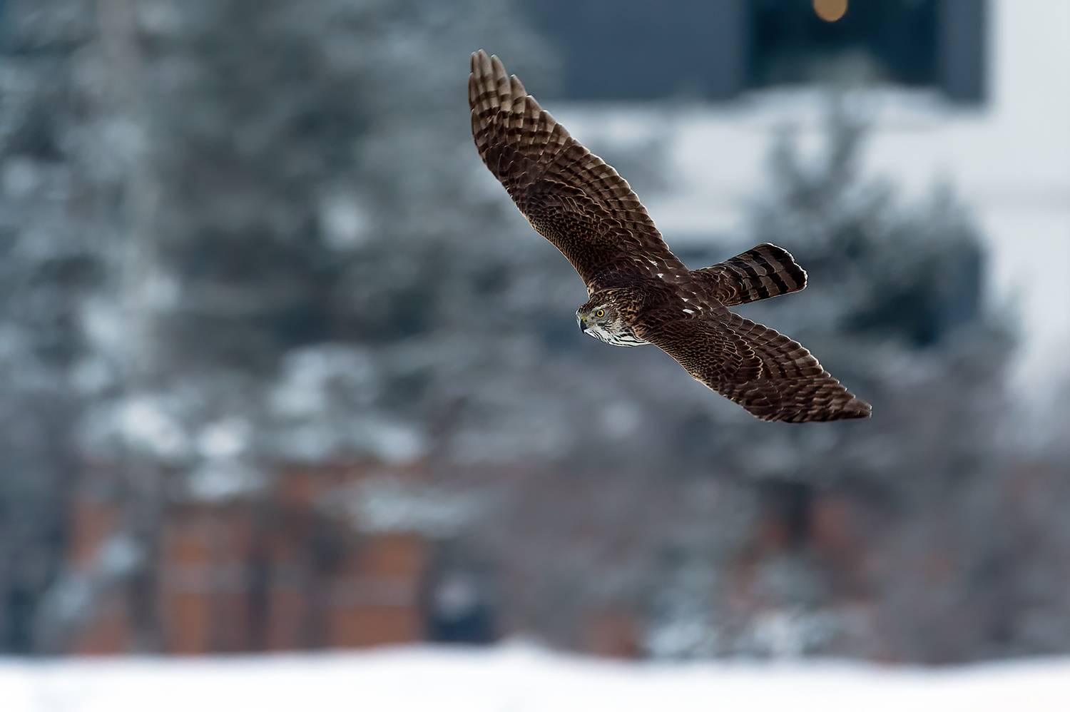 Тетеревятник.. Автор: Калинин Михаил , Калинин Михаил