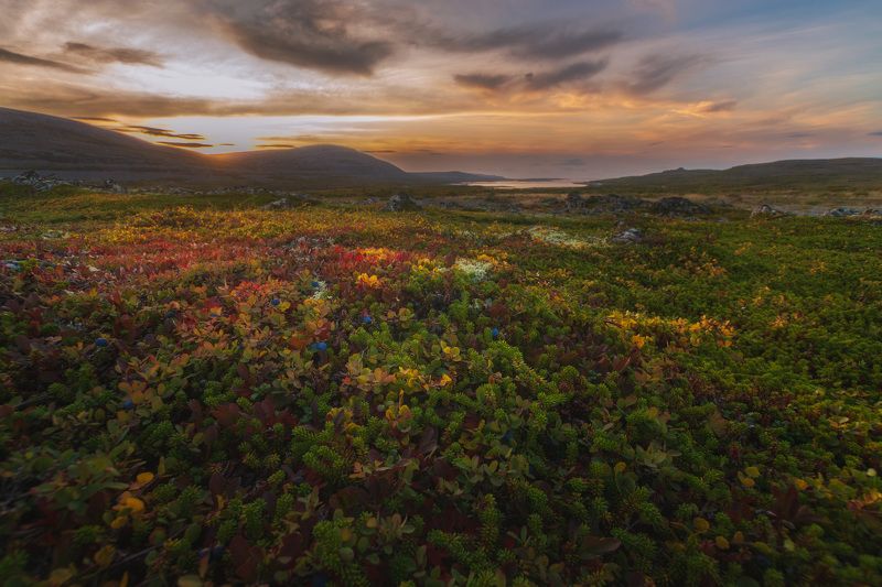 осень, тундра, кольский, средний, мурманск, россия Ковры Кольскогоphoto preview