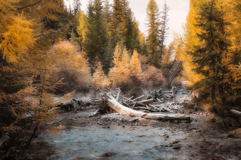 altay, autumn, red, yellow, landscape, mountains, landscape, outdoor, mood ***photo preview