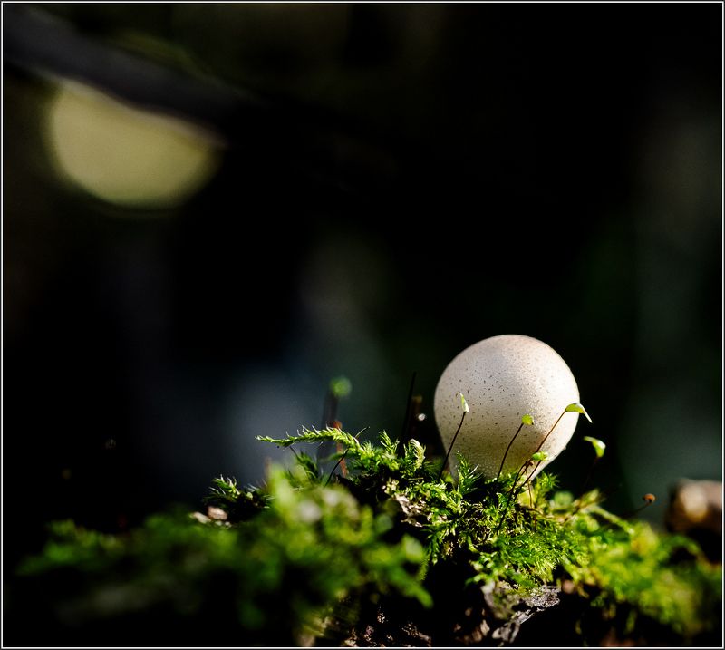 макро Грибыphoto preview