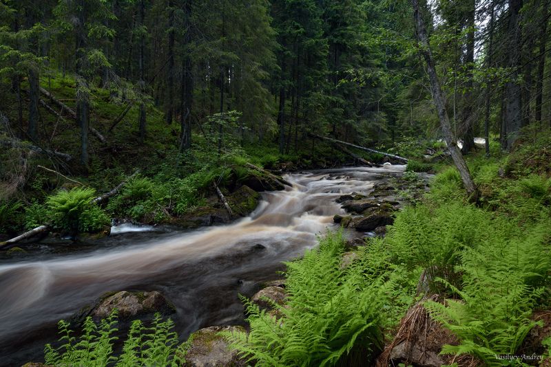 карелия, природа, река иййоки, лето Река Иййокиphoto preview