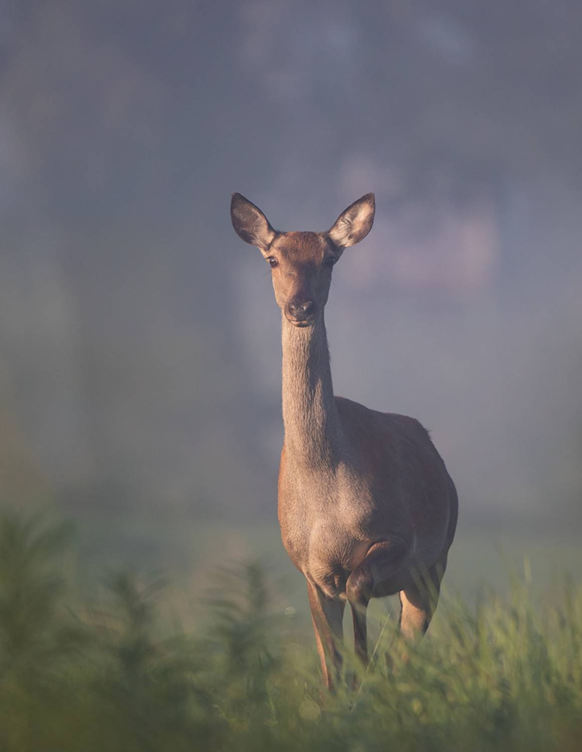 ***. Автор: Budimir Jevtic , Budimir Jevtic
