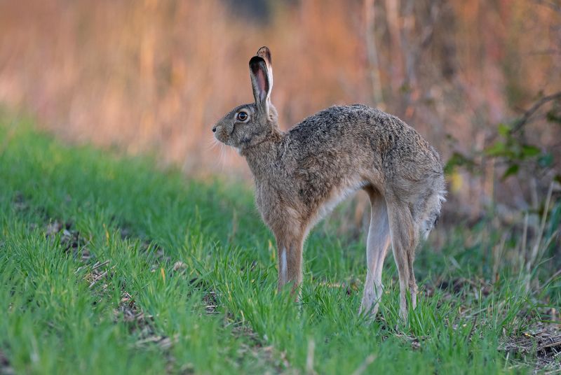 заяц, животные, природа, фотоохота, лес, весна, лето Потягушкиphoto preview