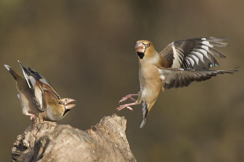 Дубоносыphoto preview