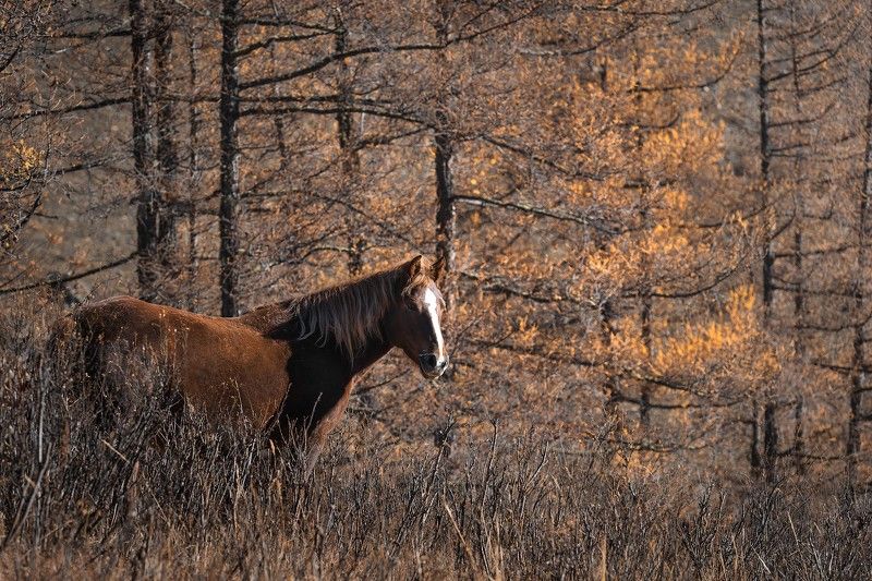 Тихо в чаще можжевеля по обрыву Осень — рыжая кобыла — чешет гриву.  /С.Есенин/ фото превью
