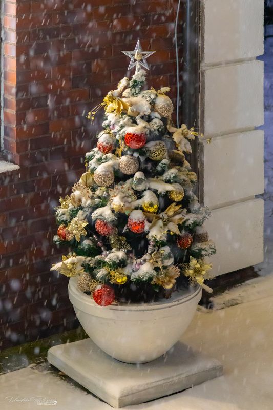 Ёлочка, Зеленоградск, позитив, фотография, Россия, Свирин Вадим, улица, зима, игрушки, 2022 год «Новогодняя ёлочка»photo preview