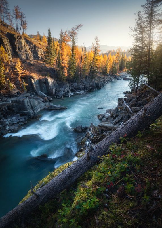 алтай, горный алтай, пейзажи алтая, кош-агачский район, горная река, золотая осень, горы, осенний алтай, горная тайга Золото над Голубой рекойphoto preview