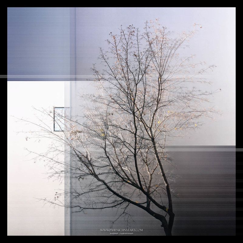 клён, силуэт, осень, город, окно, одинокий, минимализм, концепция, октябрь Силуэты осеннего светаphoto preview